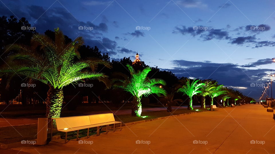 embankment, palm, night