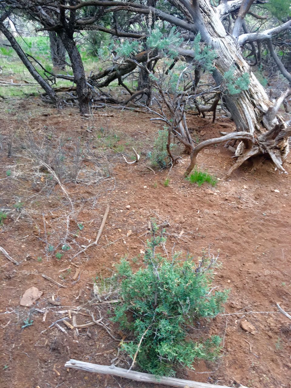 Antler shed 