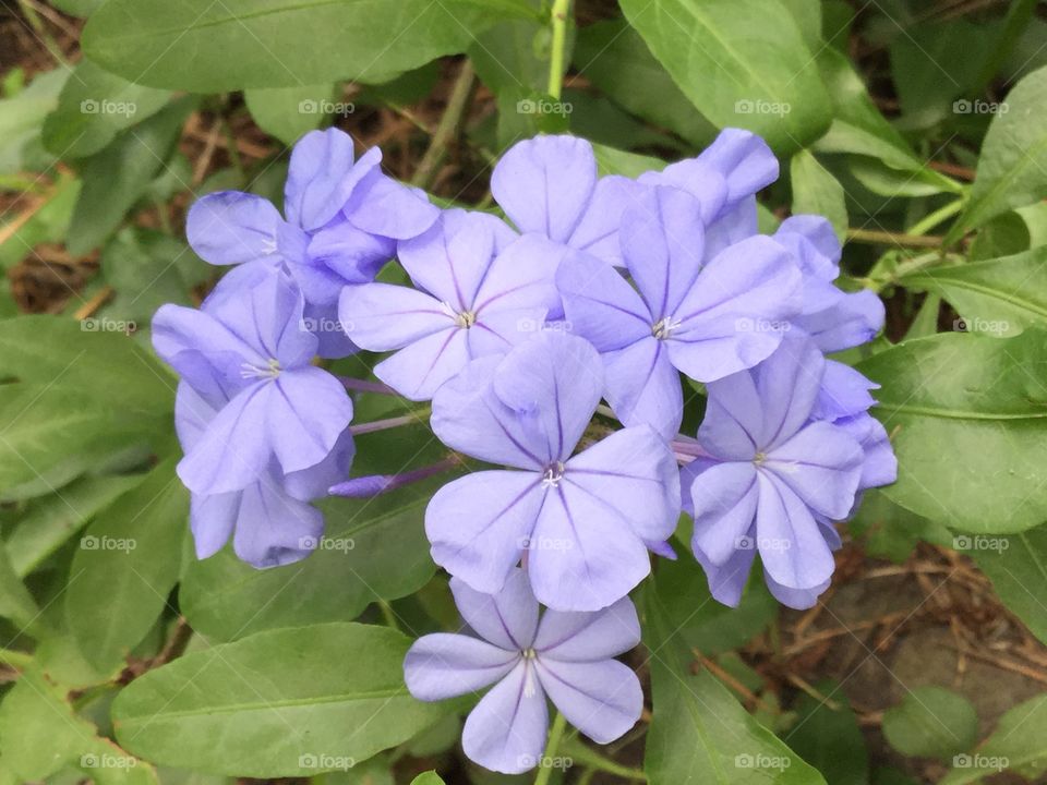Plumbago