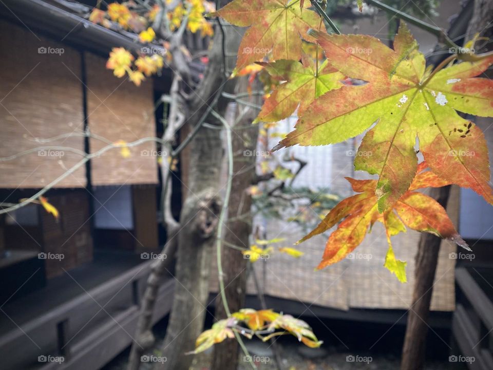 Maple leaves in fall