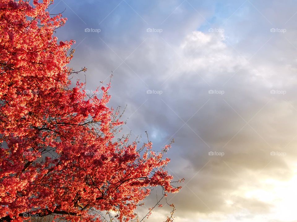 Frühling - Zierkirsche in voller Blüte mit dramatischen Wolken