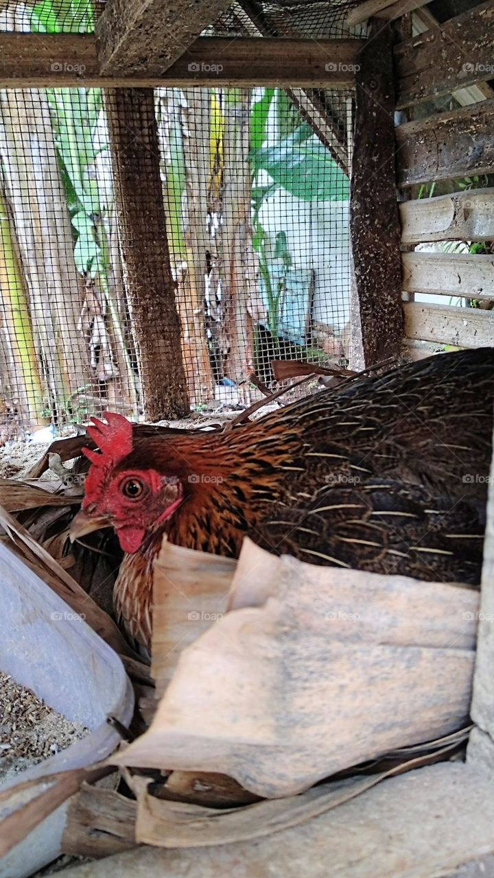 The hen is incubating eggs in the coop