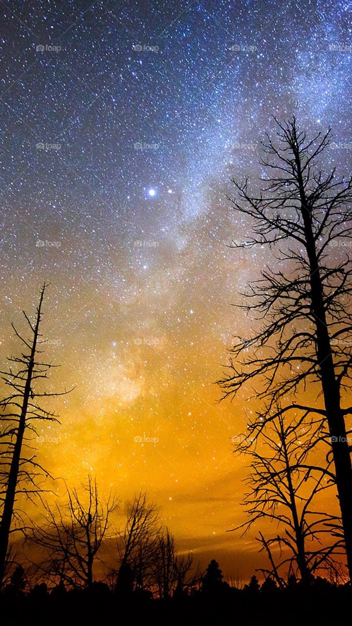 Different types of colours in that plant