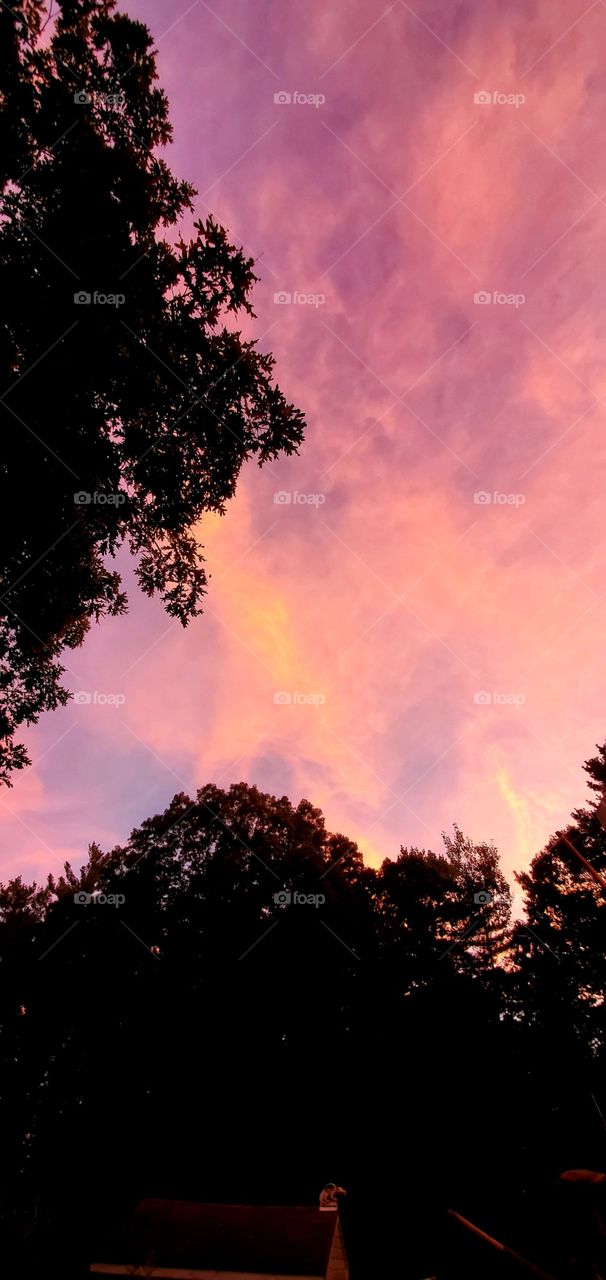 Sunrises & Sunsets of USA! Sky full of colors at sunset with tree tops in black silhouette. Seen are purple, orange & pink clouds. New England has beautiful sunrises & sunsets!
