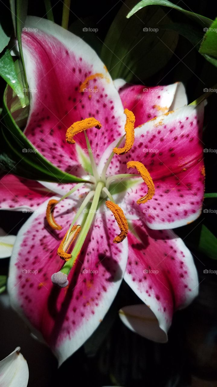 Stargazer Lily