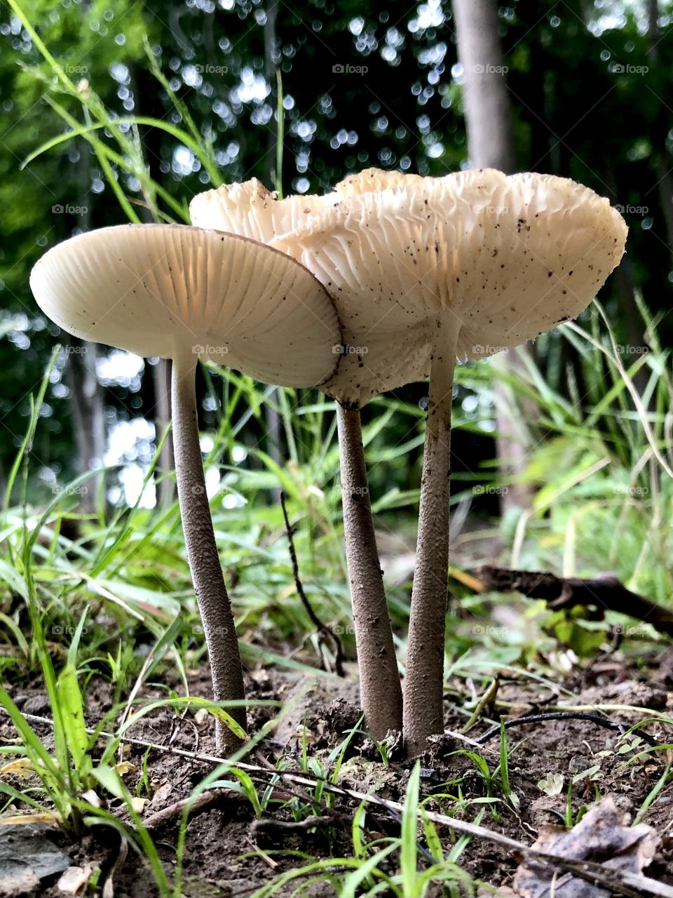 Agrocybe praecox? Mushrooms