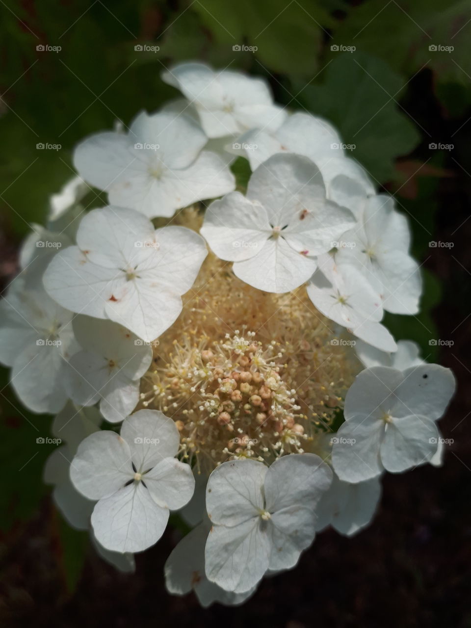 Developing Petals