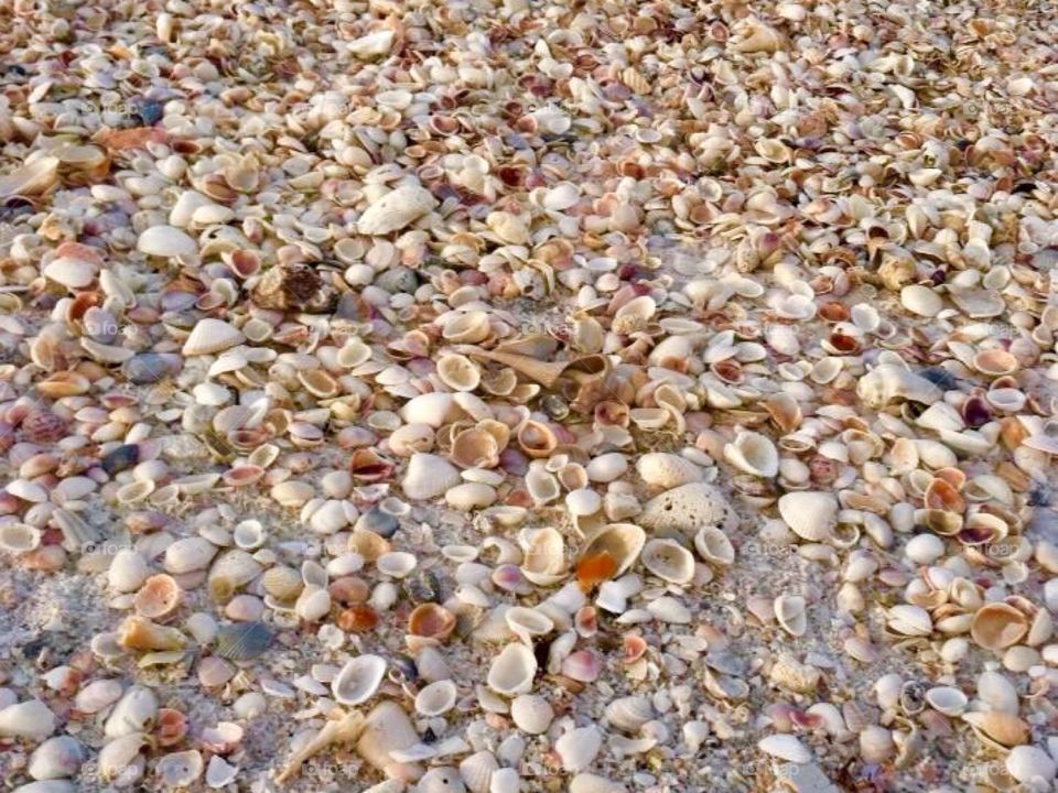 Full frame shot of various sea shells