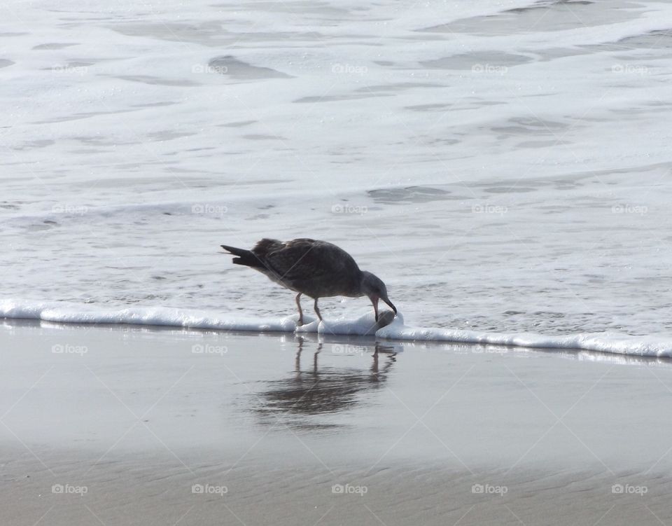 Seagull grabbing a ball