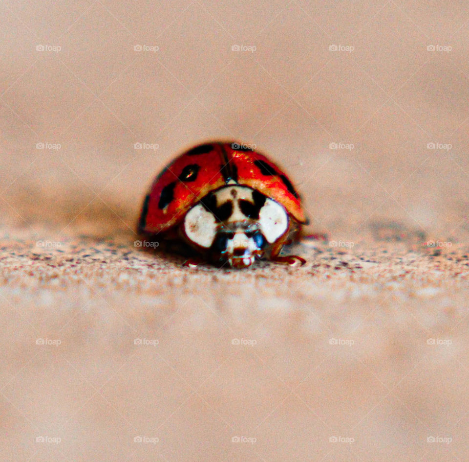 Ladybug in December
