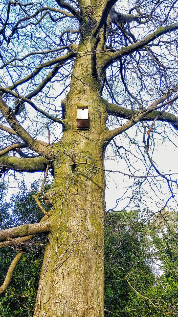 A little birdhouse on a big tree in Northern Ireland