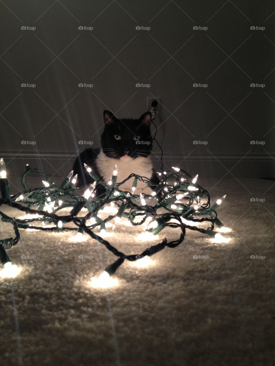 Christmas cat