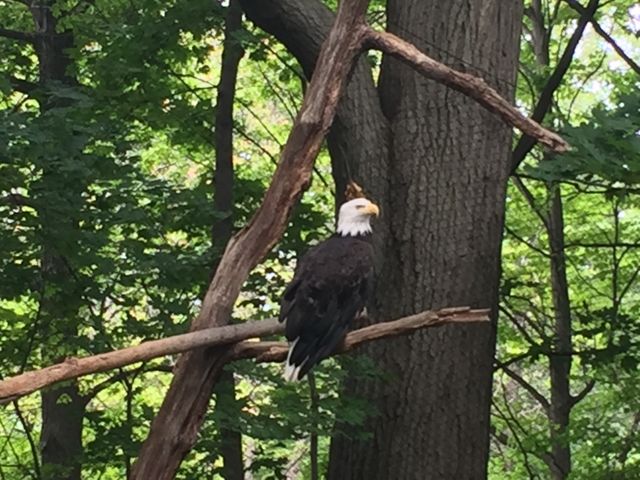 Bald eagle 
Seneca park zoo 