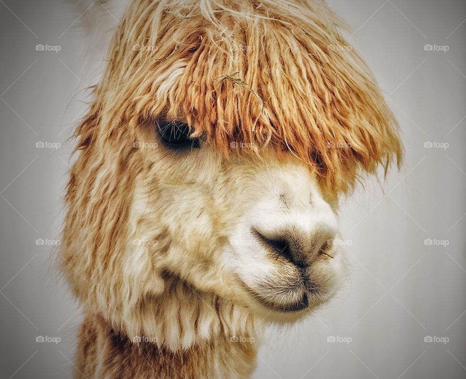 Alpaca