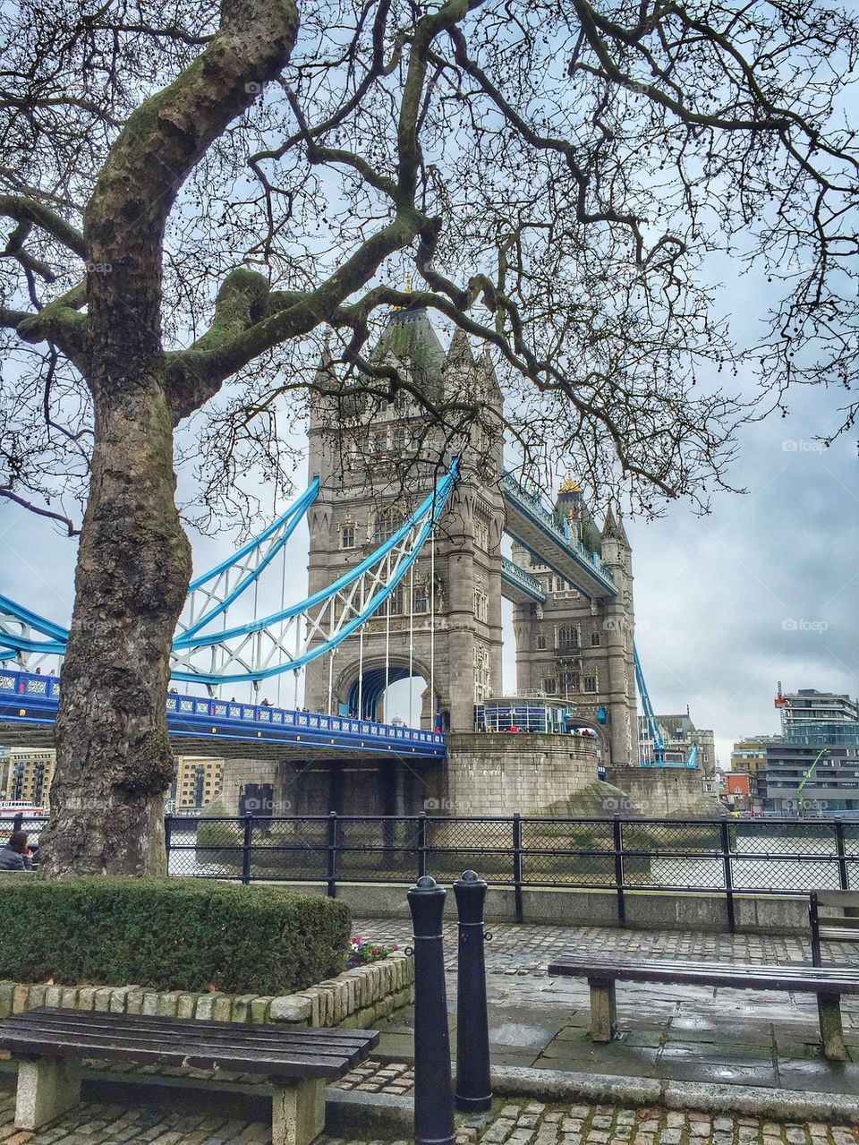 Bare tree near London Bridge