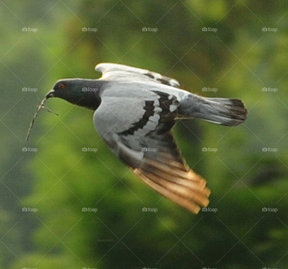 flying bird flight pigeon by lightanddrawing