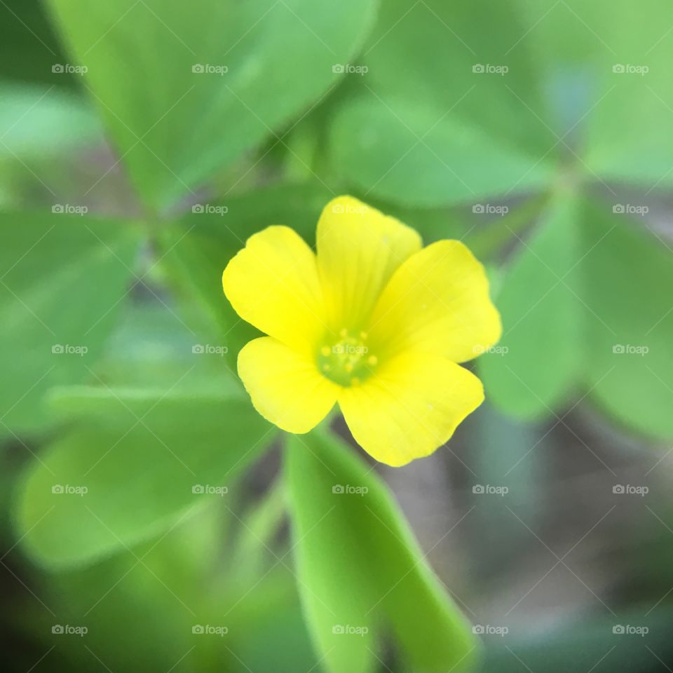 Clover flower 