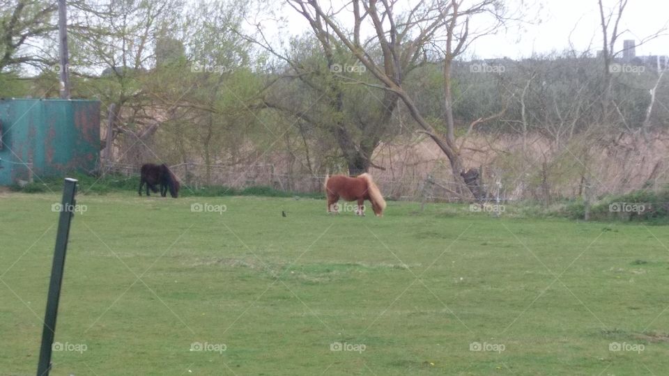 Mammal, Tree, No Person, Landscape, Grass