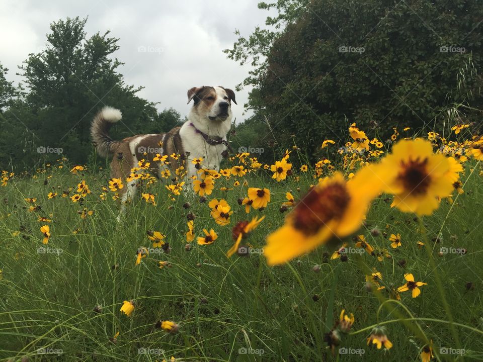 Lobo in the wildflowers 