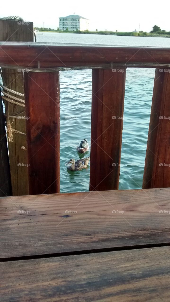 swimming ducks,waterfront dinning at its finest