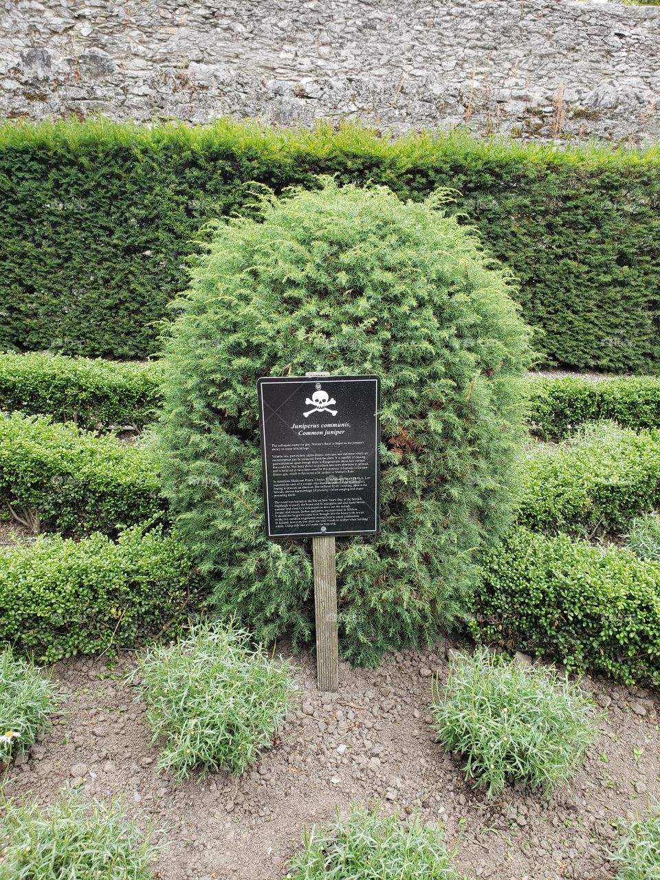 Poisonous shrub at poison gardens, Blarney Castle, Ireland