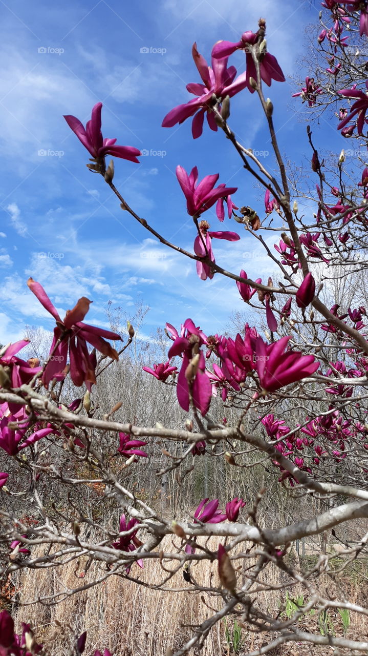 First signs of Spring in my neighborhood