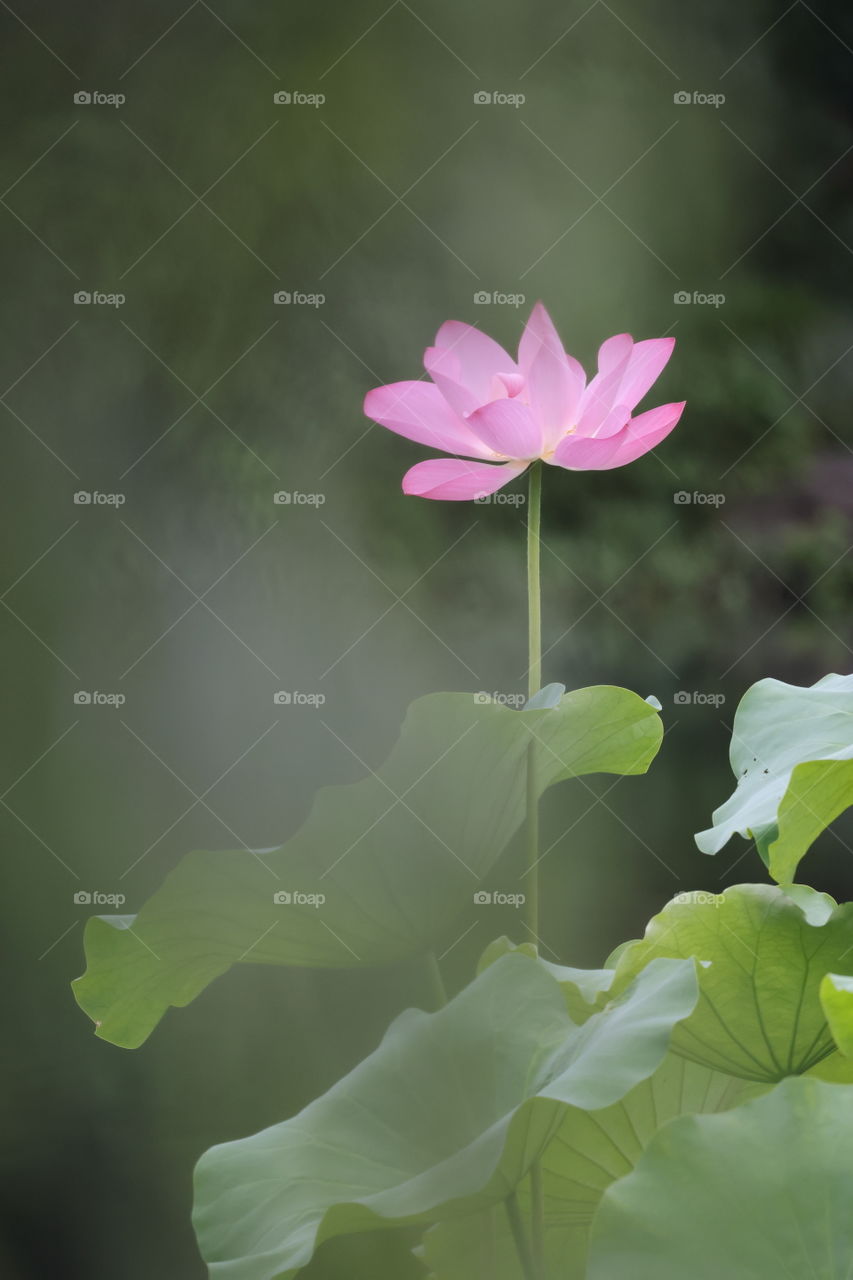 lotus in summer