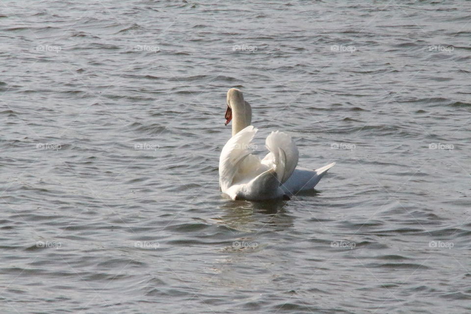 swan with wings up