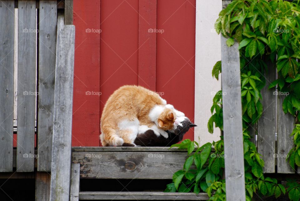 Two cats fighting