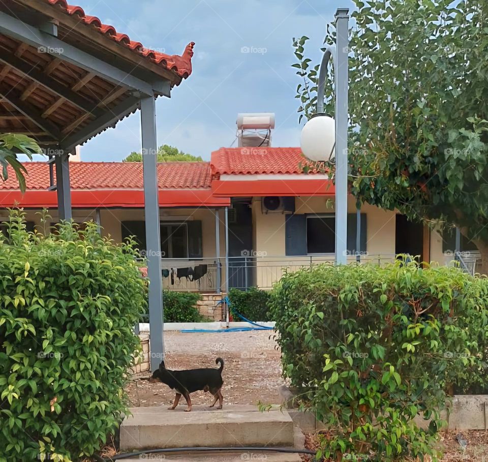 The dog in front of the house