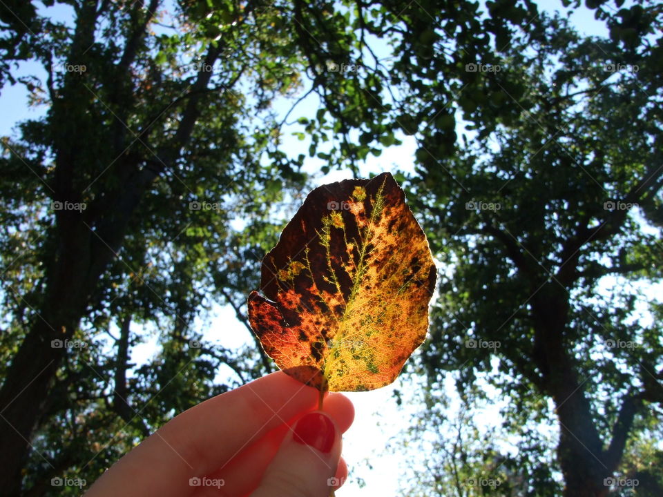 Leaf in front of sun