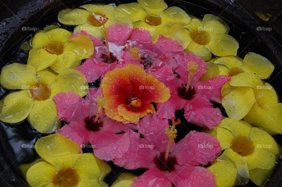 Flowers in a pot