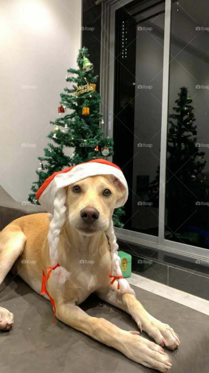 The best way to spend Christmas with your furry friend is to not just to have him around, but actually include your dog in the festivities