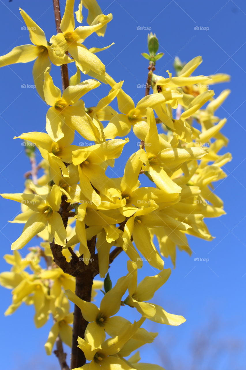 Forsythia against bright blue sky