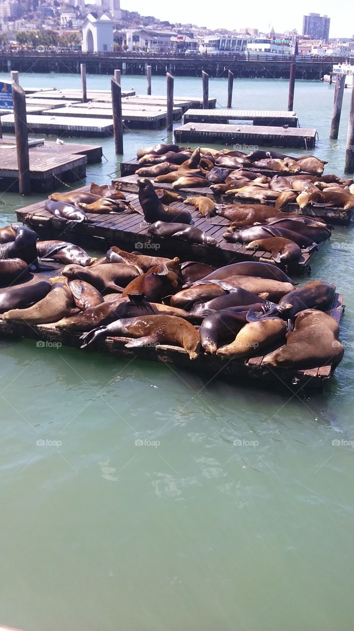 seals at fisherman's wharf