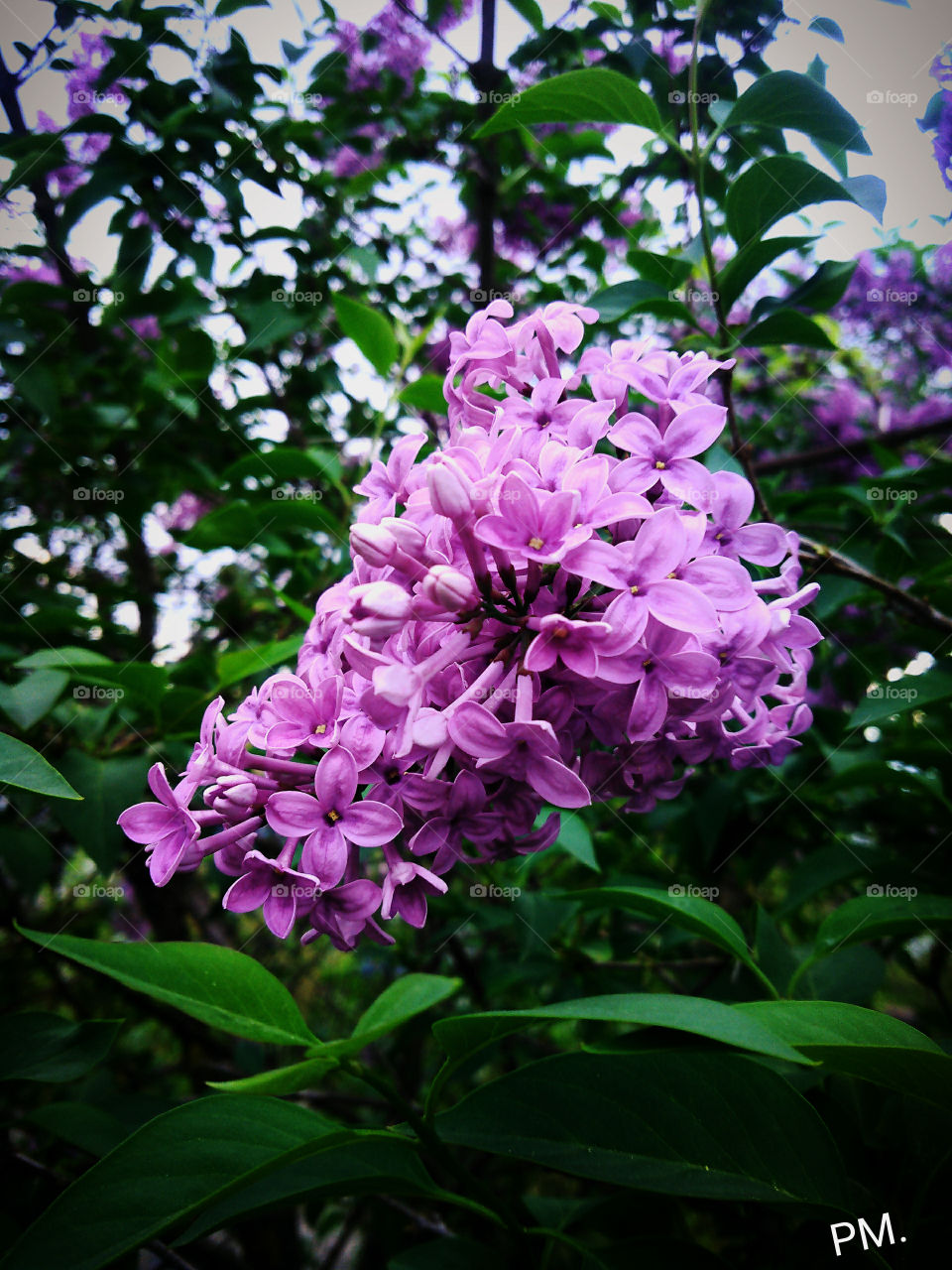 одинокая ветка сирени...