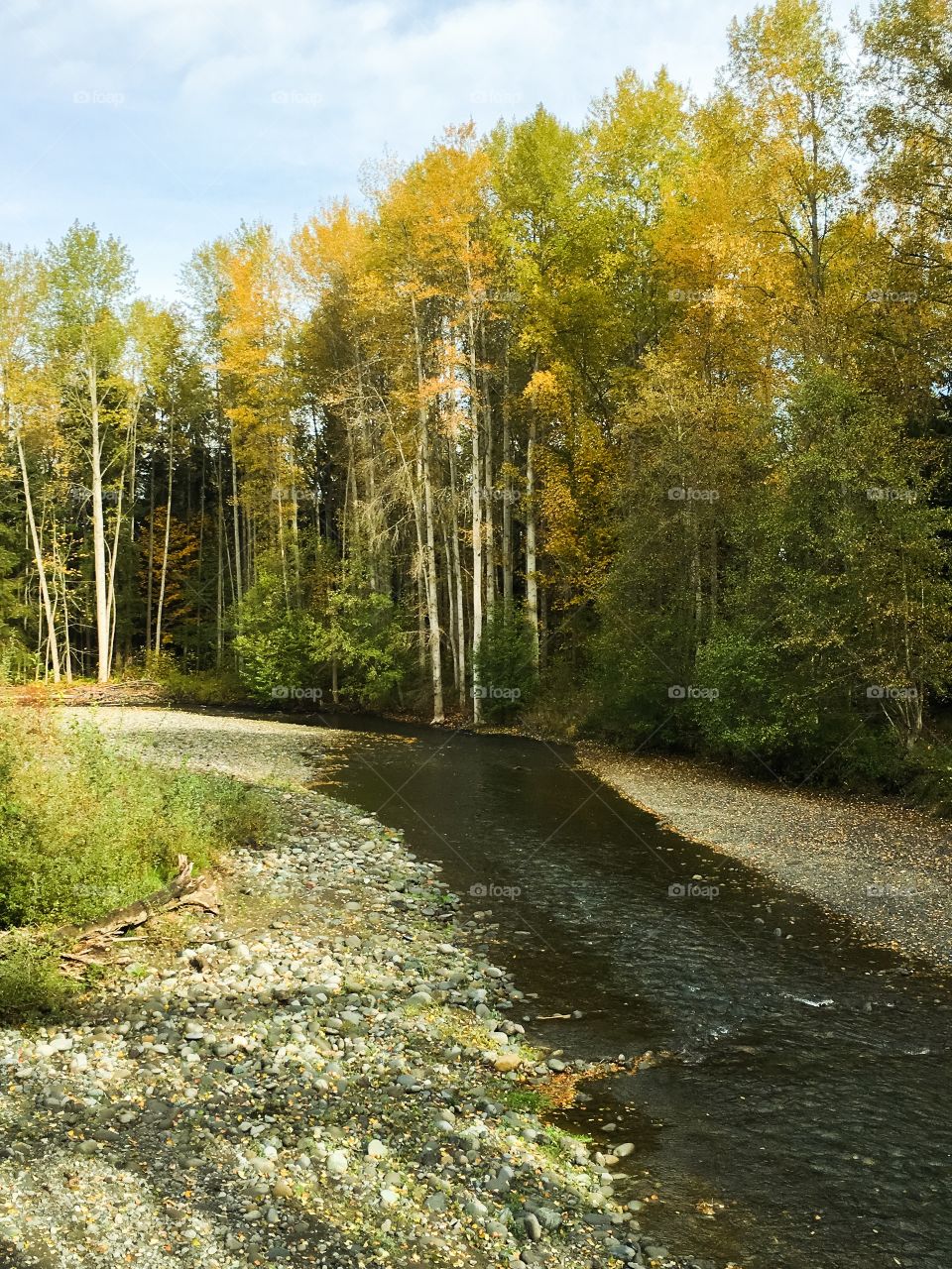 Stream into the woods