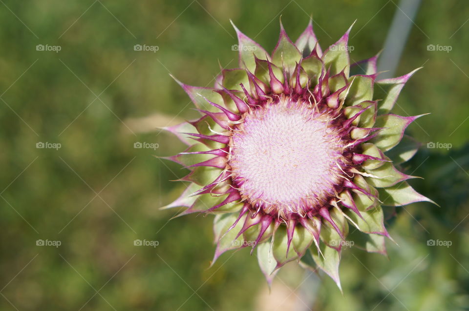 Giant Thistle