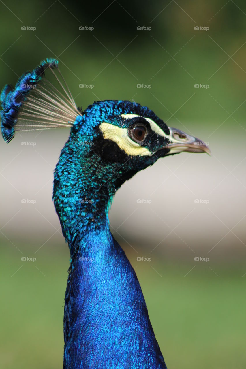 Peacock