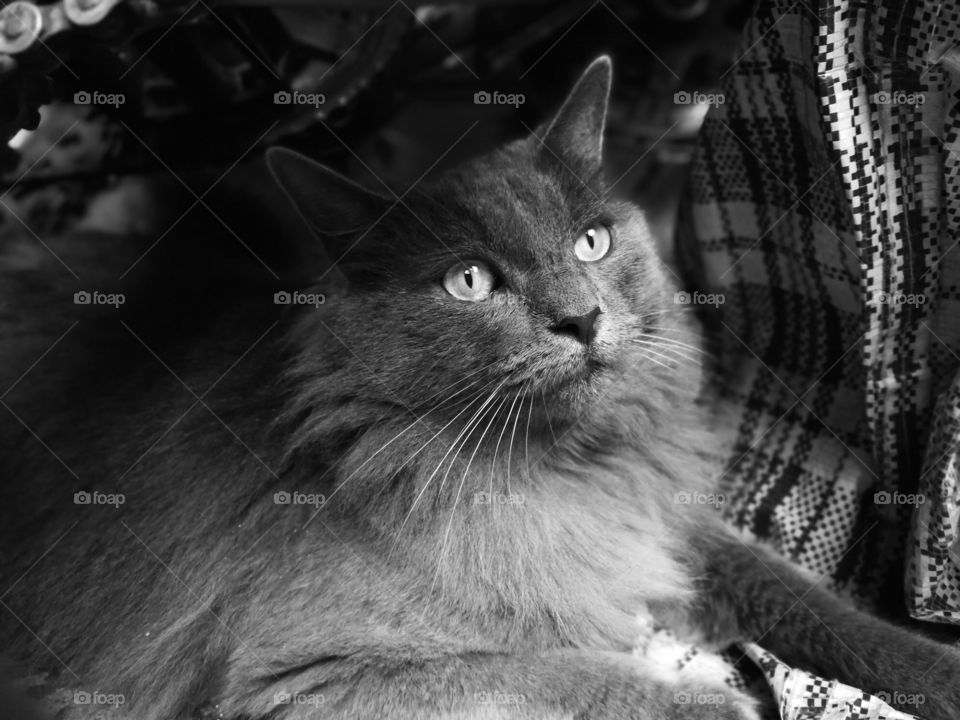 otra vez gato ❤️❤️