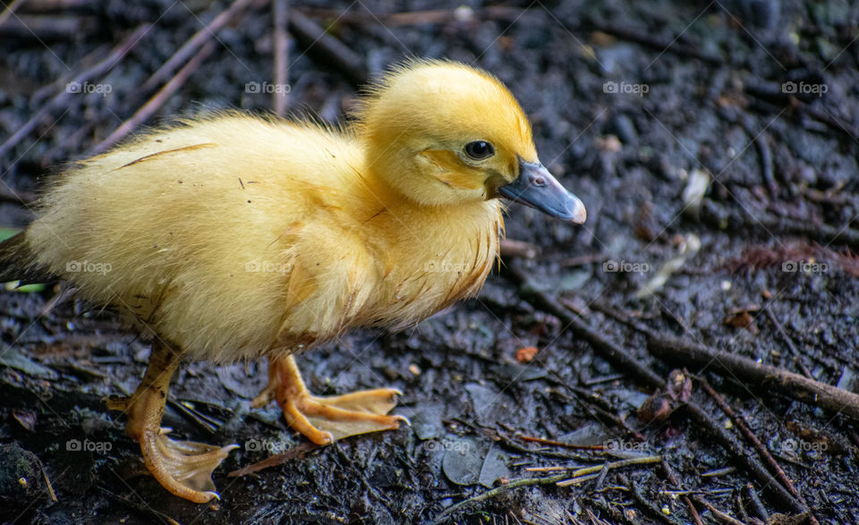 Baby Duck Walk