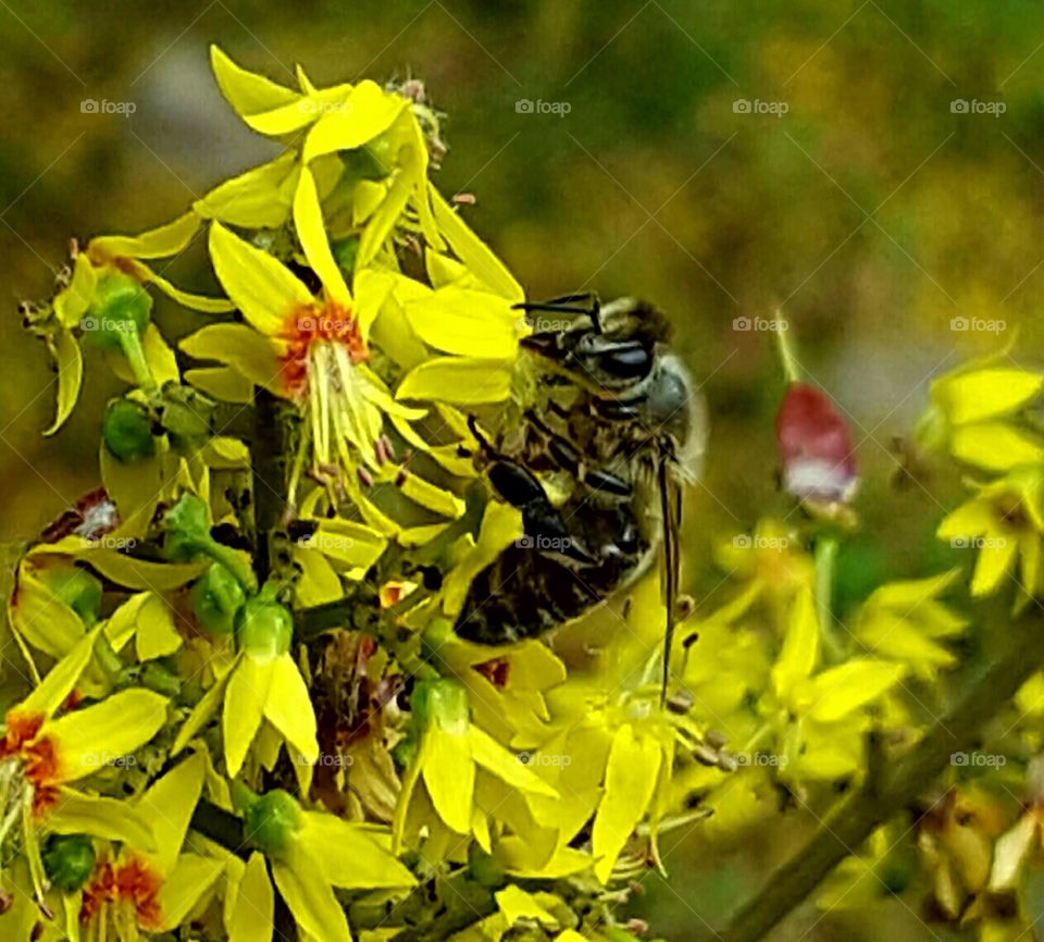 fall flower with bee