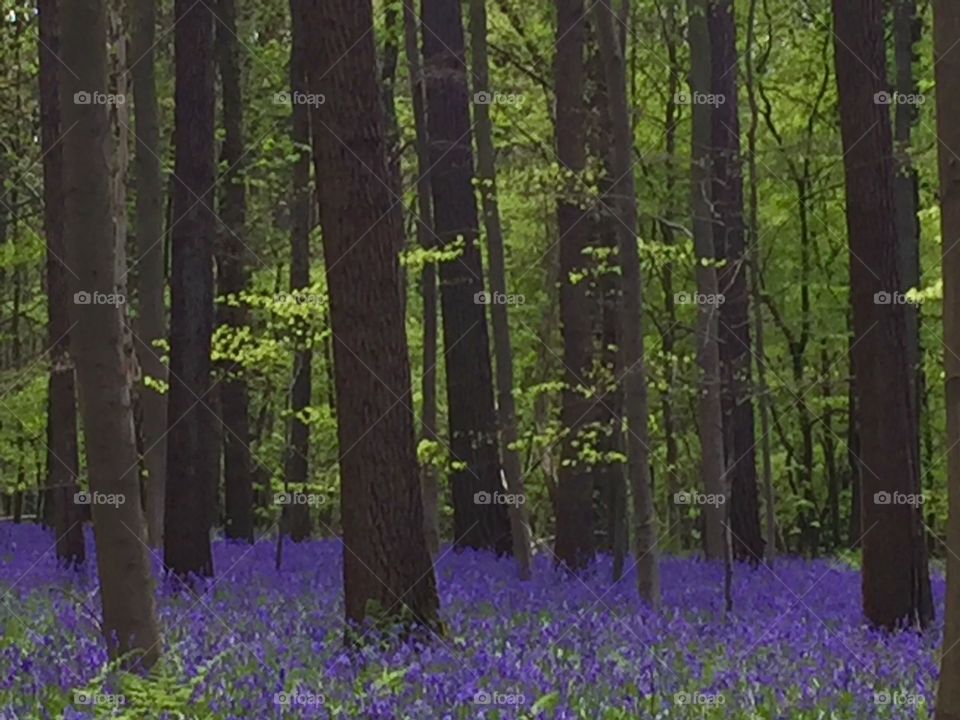 Hallerbos - Blue forest - Belgium