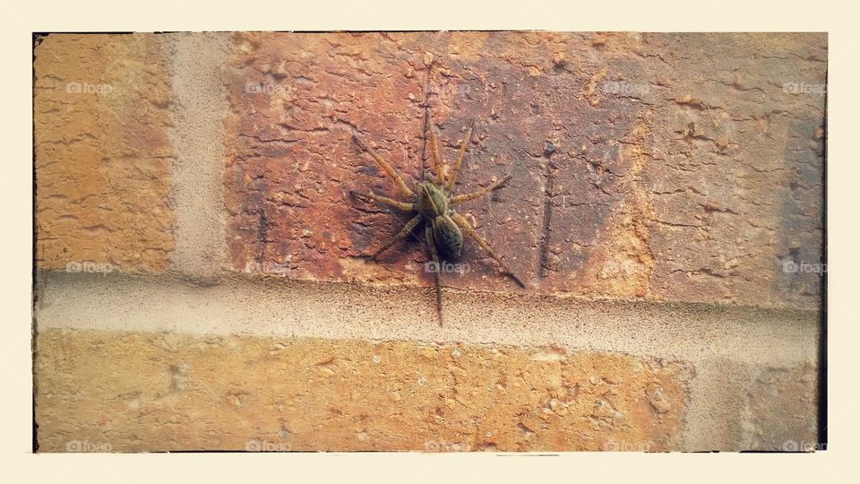 Spider on brick wall
