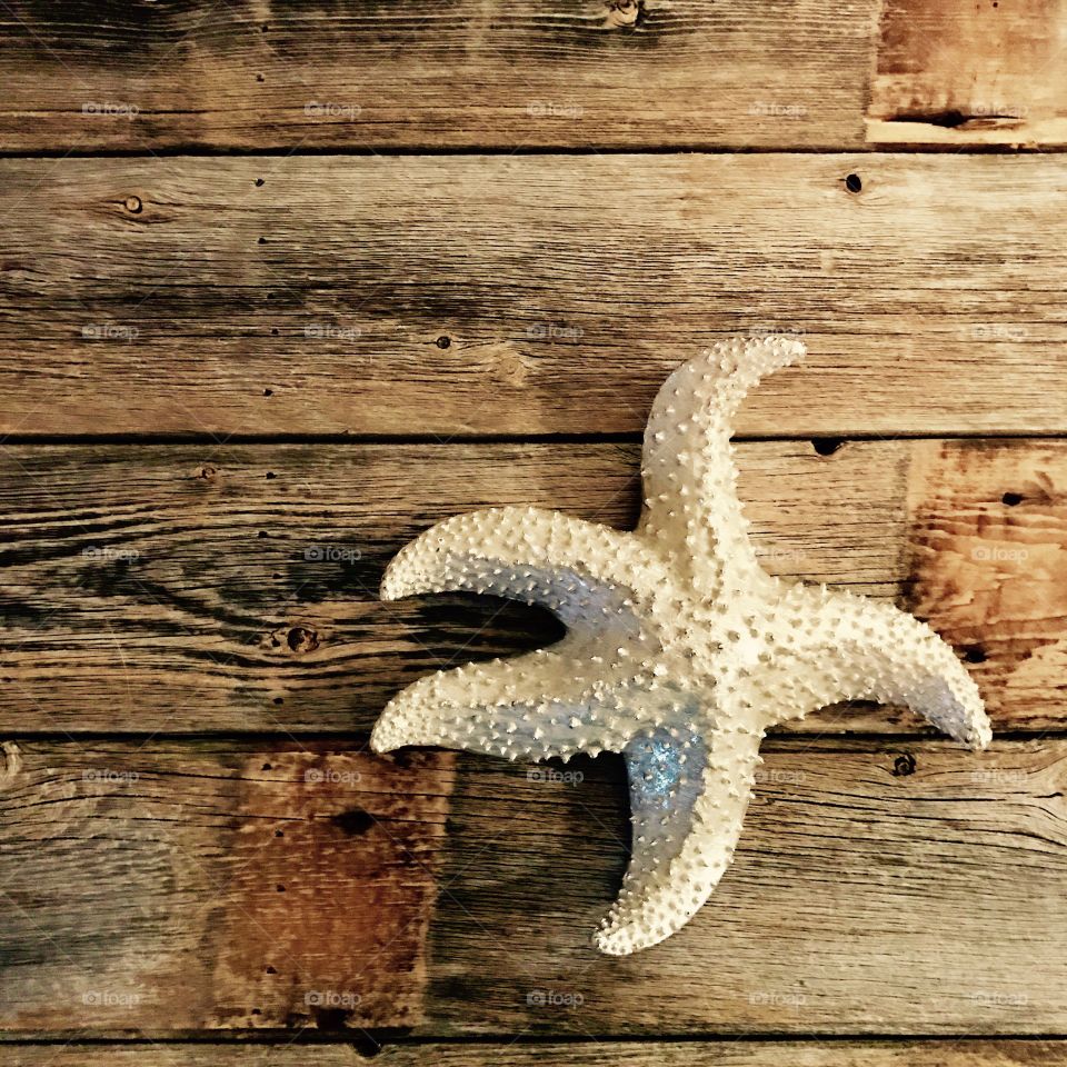 Starfish Still Life