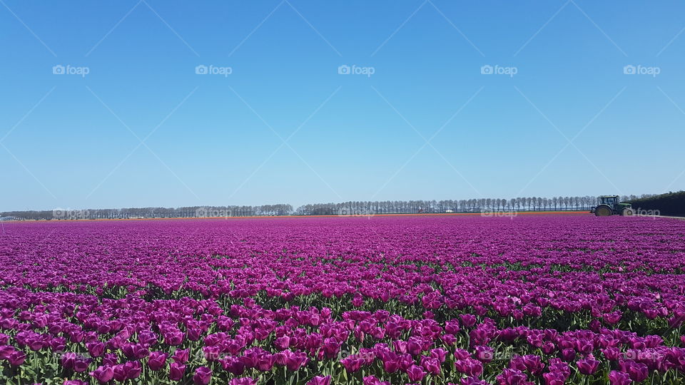 A mauve tulip field in Netherlands.