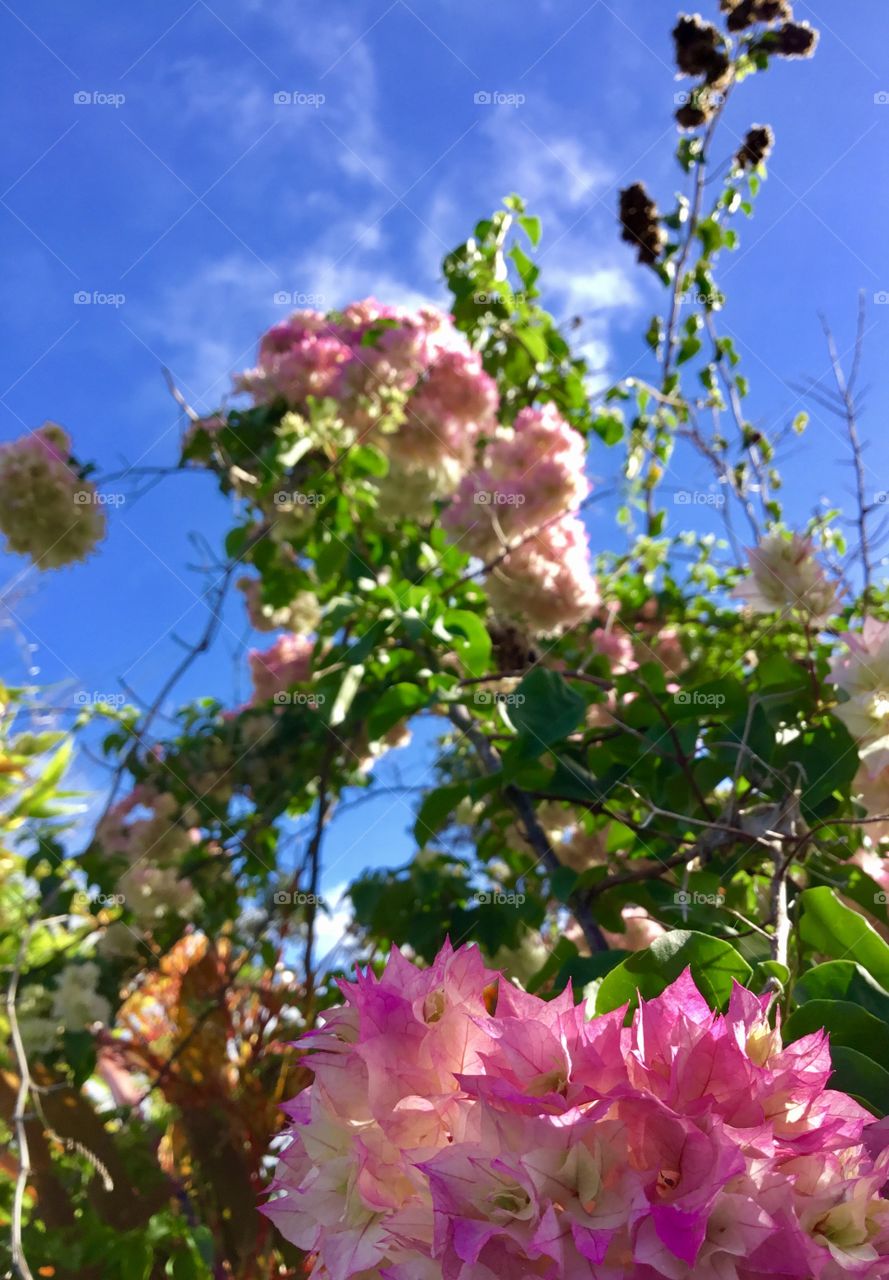 Pink blooms in the breeze