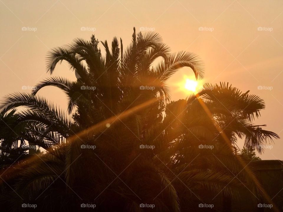 Sunrise over the palm trees 