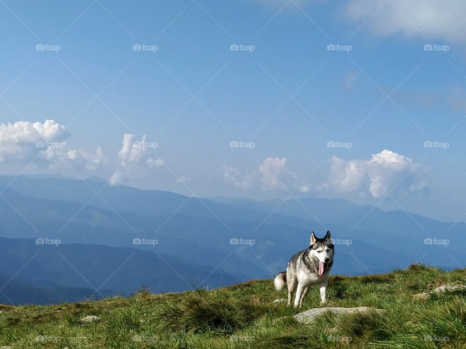 The dog on the Goverla