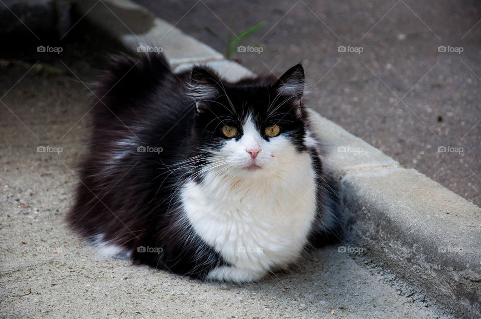 Blac and white cat